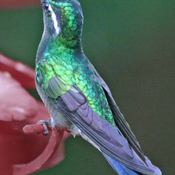 Purple-throated Mountain-gem